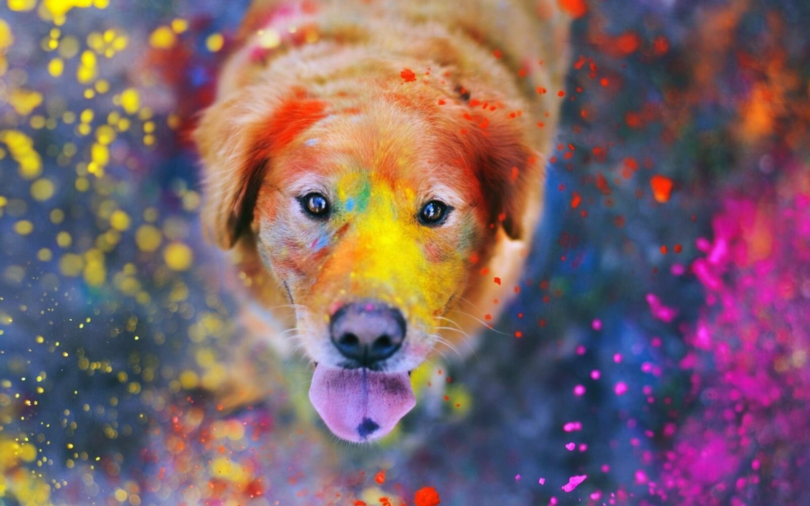 holi is not for us for pets and dogs